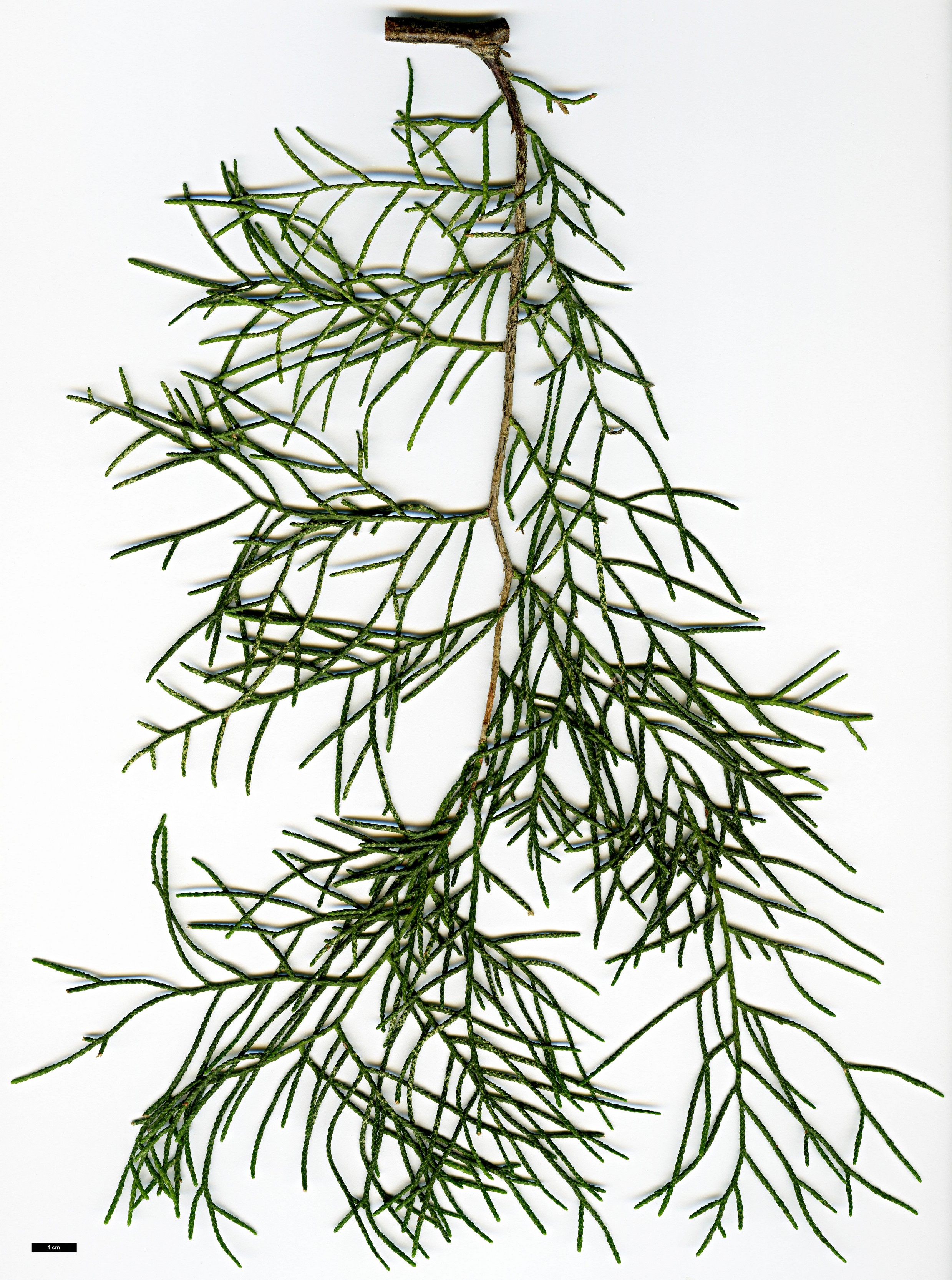 High resolution image: Family: Cupressaceae - Genus: Cupressus - Taxon: duclouxiana
